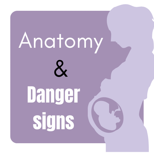 3rd trimester the basic anatomy and danger signs The Visiting Midwife